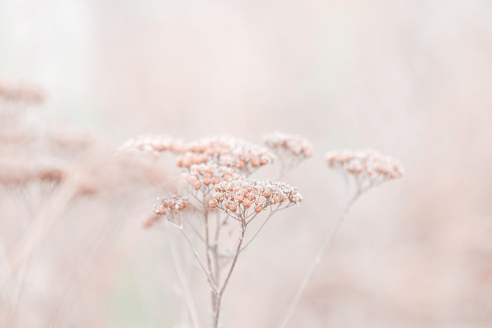 Wildflowers Soft Beige — Canvas